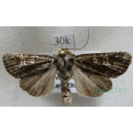 Celaena haworthii (Curtis, 1829) Czech30k